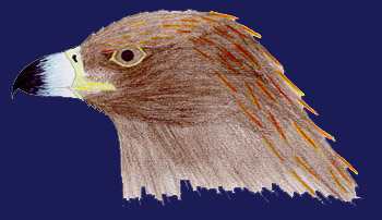 Drawing of a Golden
 Eagle